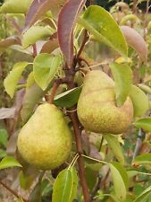 Pear williams bare for sale  SOUTHAMPTON