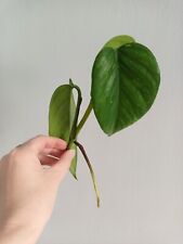 Golden pothos leaf for sale  SWINDON