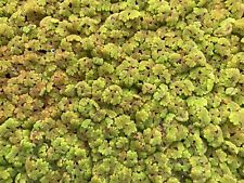 Cup azolla koi for sale  Lumberton