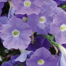 Petunia surfinia sky for sale  Shipping to Ireland