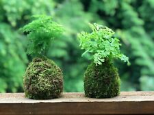 japanese moss ball for sale  Marysville