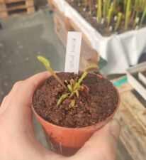 Dionaea muscipula whine usato  Roncofreddo