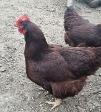Used, Rhode Island Red L/F hatching Eggs x6 for sale  BURY