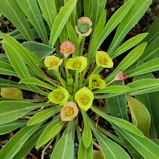 Euphorbia bupleurifolia large for sale  Fallbrook