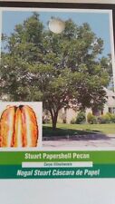 Stuart papershell pecan for sale  Ben Wheeler
