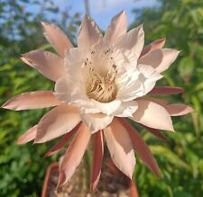 Echinopsis hildewintera butter usato  Zeccone