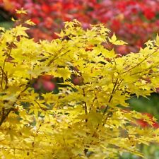 Acer palmatum hoo for sale  IPSWICH