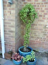 Real ivy topiary for sale  SUTTON-IN-ASHFIELD