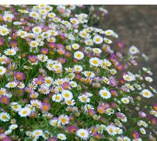 Erigeron karvinskianus young for sale  CHIPPING CAMPDEN