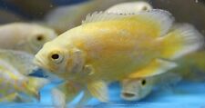 Lemon oscar fish for sale  HAYWARDS HEATH