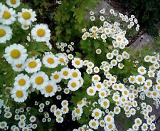 Feverfew 500 seeds for sale  EXETER