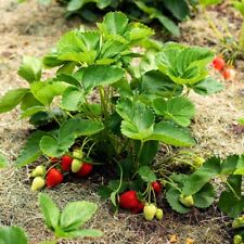 Earliglow strawberry starts for sale  Brandenburg