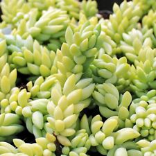 Donkey tail succulent for sale  Garden Grove
