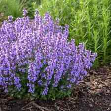 Catmint seeds gmo for sale  Tarpon Springs
