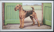 Airedale terrier vintage for sale  DERBY