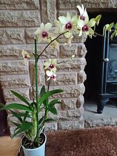 phalaenopsis for sale  BIRMINGHAM