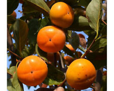 Diospyros kaki fuyu gebraucht kaufen  Höchst i. Odw.