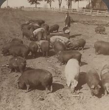Feeding pigs corn for sale  Bolton