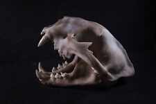Cougar skull high for sale  Shipping to United Kingdom