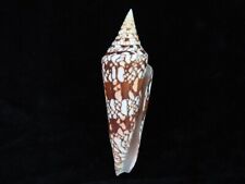 Sea shell conus for sale  Shipping to Ireland