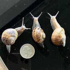 Live junior snails for sale  Murrieta
