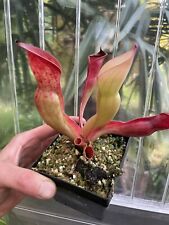 Heliamphora ionasii forma usato  Spedire a Italy