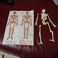Raro modellino scheletro usato  Lecce