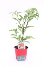 Set piante peperoncino usato  Santeramo In Colle