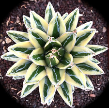 Agave victoriae regina cv kizan variegated, usado segunda mano  Embacar hacia Argentina