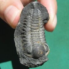 Very rare trilobite d'occasion  Expédié en Belgium