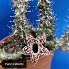 Stapelia decaryi root for sale  Shipping to Ireland