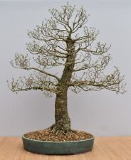 Bonsai utdoor feldulme gebraucht kaufen  Saarwellingen