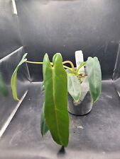 Philodendron spiritus sancti for sale  Hesperia