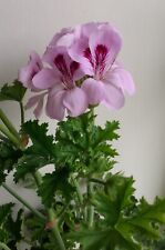 Copthorne scented pelargonium for sale  HARROGATE