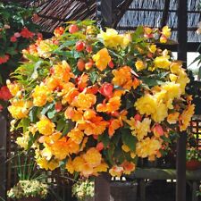 Begonia apricot shades for sale  DUDLEY