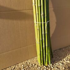 Canne bambù lunghe usato  Manduria