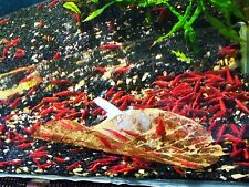 Neocaridina red cherry for sale  WORCESTER