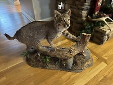 Bobcat taxidermy floor for sale  Winston Salem