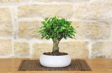 Bonsai ficus retusa usato  Giovinazzo