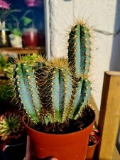 Pilosocereus Pachycladus - 'Blue Candle cactus' in pot , used for sale  Shipping to South Africa