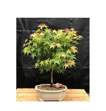 Acer palmatum dwarf for sale  Patchogue