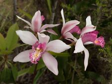 Orchid species cymbidium d'occasion  Paris XV