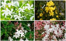 3X JASMINE CLIMBING PLANTS WHITE/PINK/YELLOW FLOWERS 9CM POTS, JASMINUM CLIMBERS for sale  MARCH