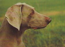 Weimaraner postcard 1 for sale  Shipping to Ireland