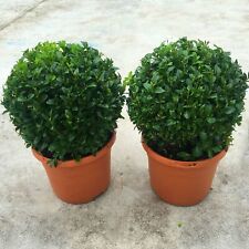 Pair real 20cm for sale  UK