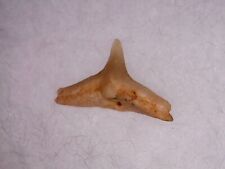 Shark tooth squatina d'occasion  Valence