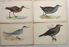 morris bird prints for sale  UK