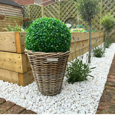 Buxus ball for sale  LINCOLN
