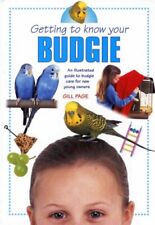 Getting know budgie for sale  UK