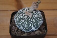 Astrophytum asterias forma de estrela própria raiz “Miracle gen” plantas LAGE comprar usado  Enviando para Brazil